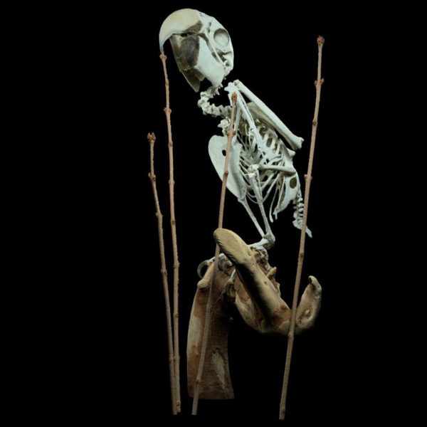 Parrot Skeleton - Polygonal Miniatures