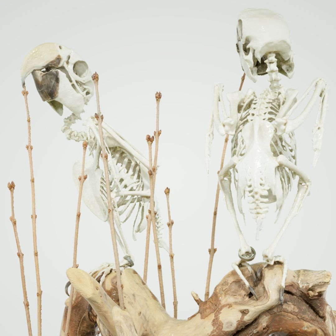 Parrot Skeleton - Polygonal Miniatures
