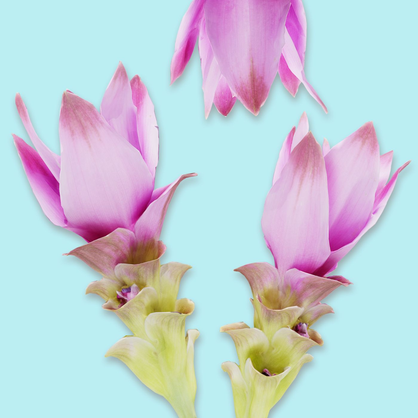 Tulip of Thailand